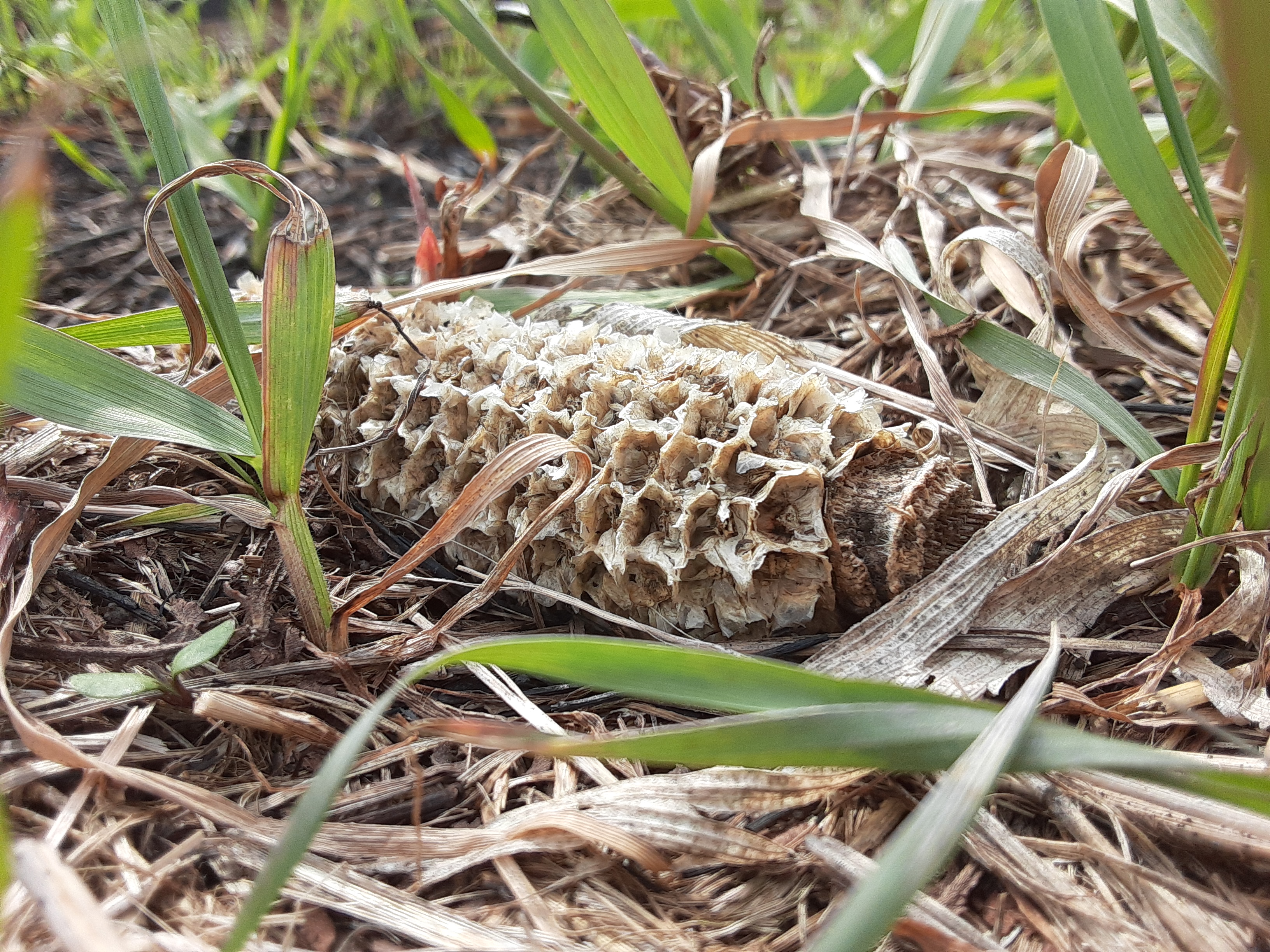 Picture of cornhusk in grass